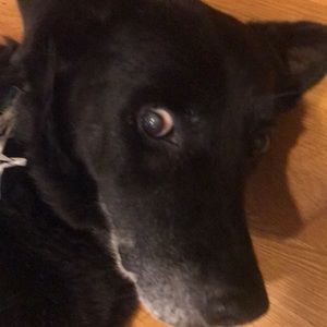 Meet your Posher, Laurel